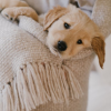 Fur-niture Wars: Why We Deserve the Comfiest Spot in the House