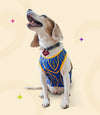 IPL Jersey for Dogs and Cats