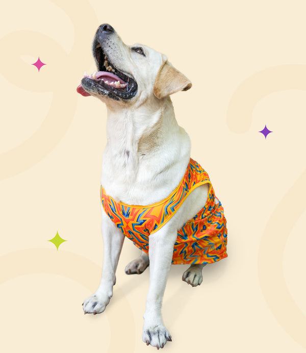 IPL Jersey for Dogs and Cats