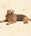 IPL Jersey for Dogs and Cats