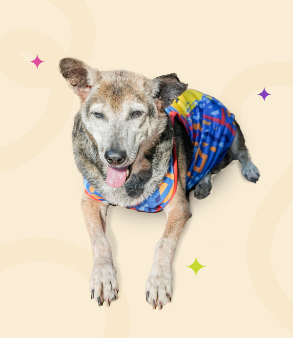 IPL Jersey for Dogs and Cats