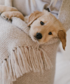 Fur-niture Wars: Why We Deserve the Comfiest Spot in the House