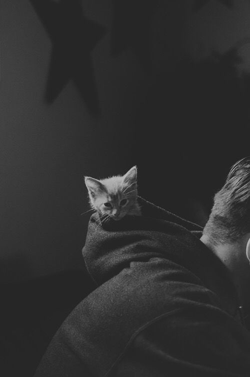 The Psychology of Paw Preferences: Why We’re Always on the Right Side of History