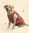 IPL Jersey for Dogs and Cats